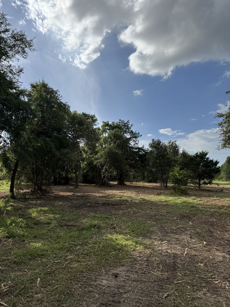 Underbrush cleared out from under the tree line